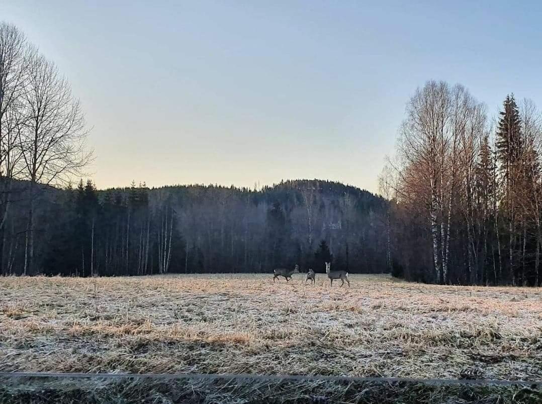 Trevlig Stuga Naera Hovfjaellet Torsby Exterior foto